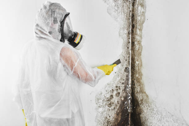 Best Attic Mold Remediation in Glendora, CA