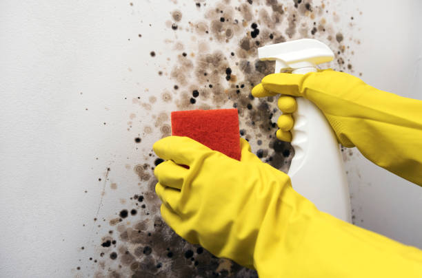 Best White Mold Remediation in Glendora, CA