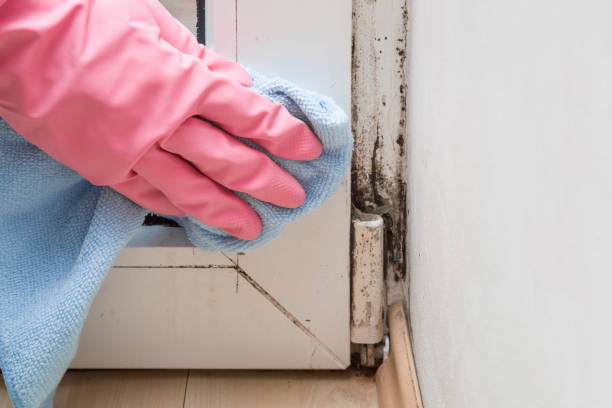 Best Basement Mold Remediation in Glendora, CA